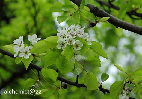 豆梨盆栽|豆梨Pyrus calleryana Dcne. 